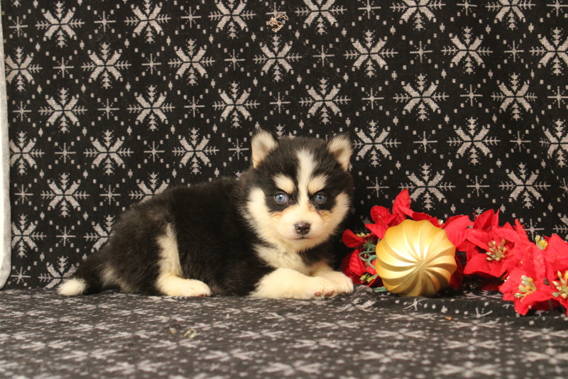 puppy, for, sale, Pomsky, Matthew B. Stoltzfus, dog, breeder, Gap, PA, dog-breeder, puppy-for-sale, forsale, nearby, find, puppyfind, locator, puppylocator, aca